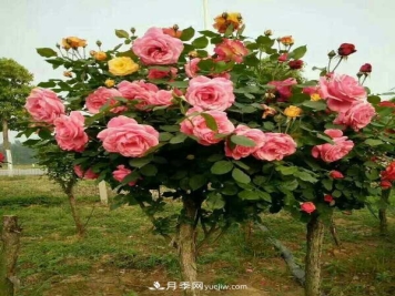 酷似棒棒糖的月季树你见过吗？