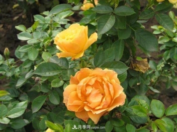 南阳月季批发商浅谈切花月季的培养方式