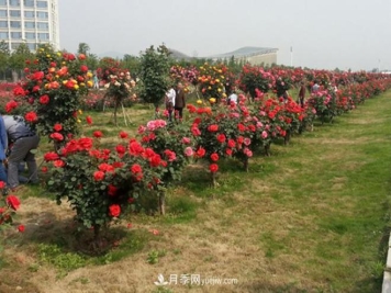 树状月季种植需要注意哪些问题？