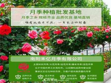 批发南阳月季，就选择南阳禾亿月季基地，放心