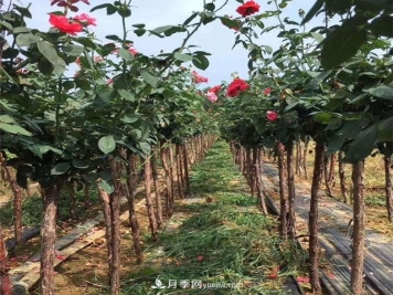 3公分月季树，树状月季价格，小高杆月季基地