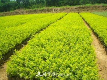 当前园林苗木怎样扭转高成本低利润局面