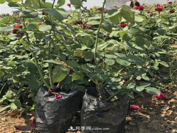 冬天天冷，一定要做好月季的保暖工作