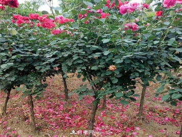 到底是什么原因让树状月季越来越受到人们的喜欢？