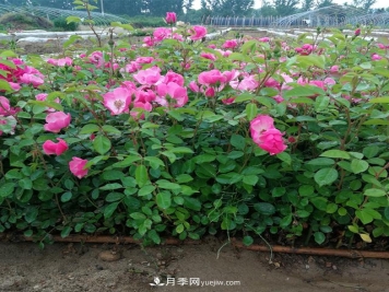 月季牙签苗的培养及其注意事项