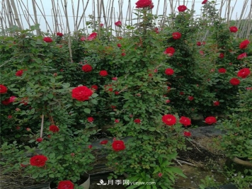 月季老化了，有什么处理方法