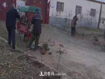 驻马店确山朗陵街道引进一批月季花
