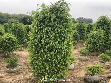 垂叶榕苗木的养护八要点