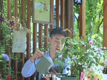 月季浇水浇多的两个症状、五大措施和四个原则