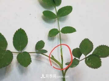 月季盲枝如何分辨？剪不剪？