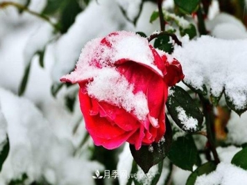 盆栽月季冬天养护五要点