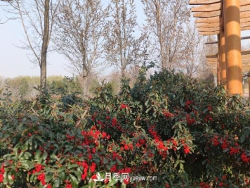 寿光中华月季园冬季修剪期待明春