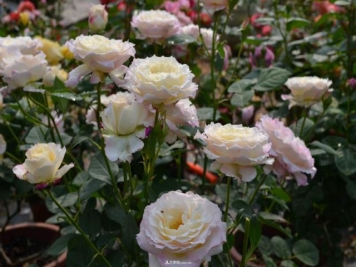 地栽灌木月季在冬季怎么修剪，如何才能安全越冬