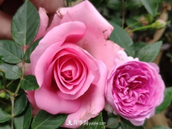 苏醒月季，适合南方夏天的切花月季品种