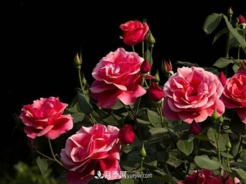 怎样使月季快速成冠幅？