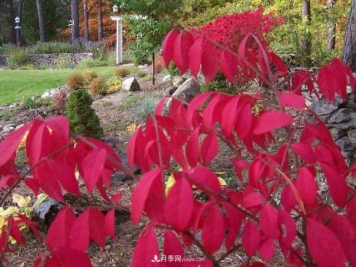 火焰卫矛盆栽修剪遇到难题，掌握这五个技巧什么问题都解决