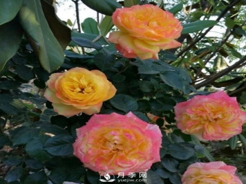 藤彩虹月季有多个颜色，喜欢吗