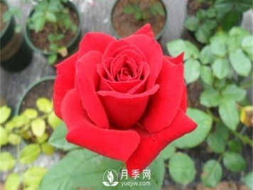 月季水扦插你真的知道吗？详细的水扦教程