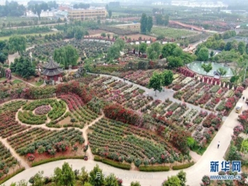 月季花开 飘香南阳