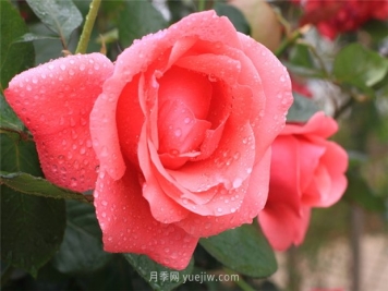 大花月季如何防止烂根？