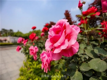 分享绿化选用南阳月季的养护措施