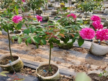 月季翻盆应该在什么时期进行？如何翻盆？有哪些注意事项？