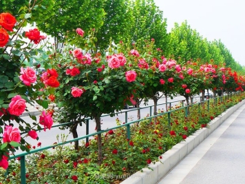 树状月季花在成长过程中应该如何修剪？