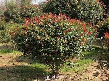 高杆红叶石楠球苗木