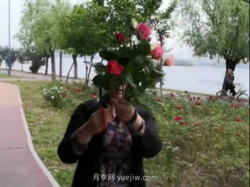 南阳月季“剪花姐”被处罚，罚款后保证以后再不犯