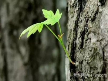 全面的园林苗木种植技术！值得收藏！