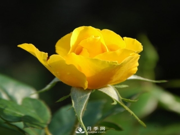 月季的育种演化是怎样的？石桥月季告诉你