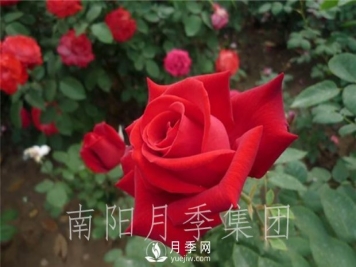 月季肥伤怎么办？大花月季两大症状描述