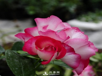 树状月季批发商给大家介绍月季怎么扦插