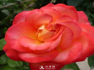 月季该怎么养护？石桥月季告诉你