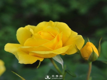 月季栽培需要注意哪些？石桥月季基地告诉你