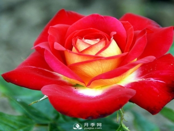 月季花与家居怎么搭配好？南阳月季告诉你