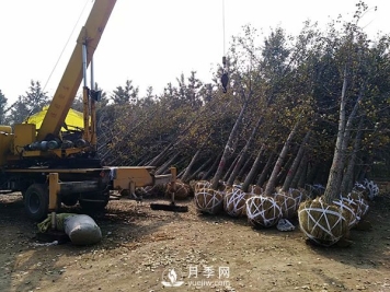 大规格苗木装运技巧，移植技术有哪些技巧？