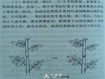 环剥法扦插欧月具体方法