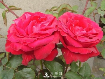 月季黄化病的归纳防治