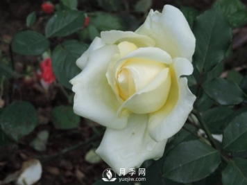 月季培养的冬剪技能