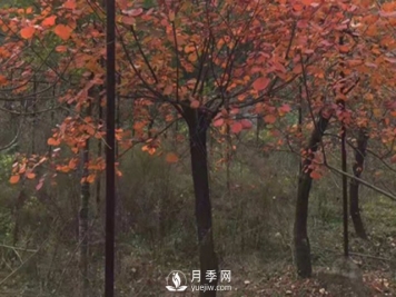 中华石楠的繁殖方法介绍