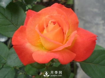 月季苗怎么移栽定植