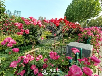 南阳月季树基地栽培技术分享