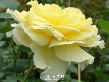 月季成长中后期病虫害防治 丸子