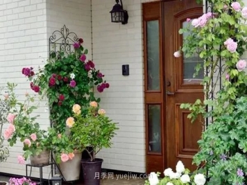 月季夏日如何防高温