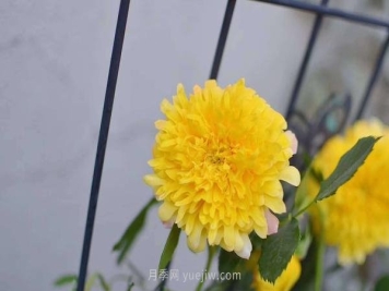 像秋菊的大花月季—“烟花波浪月季”