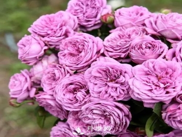 微蓝月季很勤花的一个月季品种