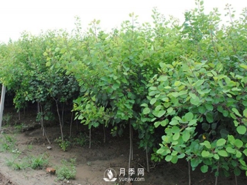 如何防治黄栌白粉病病害？