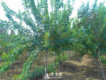 黄栌种植基地是怎样防治黄栌黄萎病病害的？