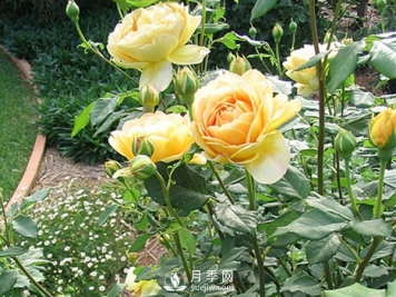 藤本月季花怎样才能长强变壮呢？